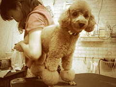 画像：トリミング風景